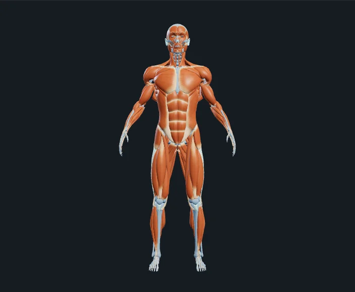 Anterior anatomical reference showing the body's muscles and underlying skeleton