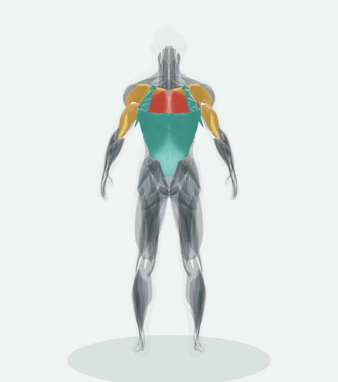 Back view of the 3D anatomy reference for Barbell Flat Bench Press.
