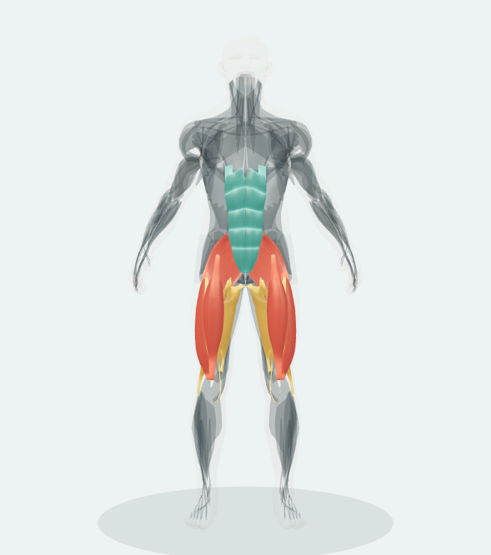 Front view of the 3D anatomy reference for Back Squat (Low Bar). Muscle roles are listed alongside.