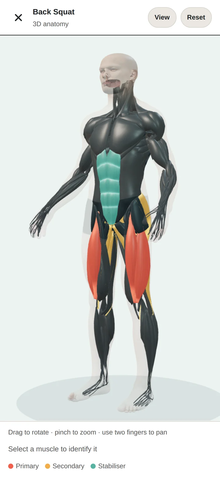 Goblet squat reference with an anterior anatomy view and highlighted muscles